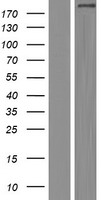 COL14A1 / Collagen XIV Protein - Western validation with an anti-DDK antibody * L: Control HEK293 lysate R: Over-expression lysate