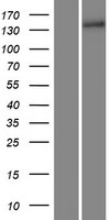 COL15A1 / Collagen XV Alpha 1 Protein - Western validation with an anti-DDK antibody * L: Control HEK293 lysate R: Over-expression lysate