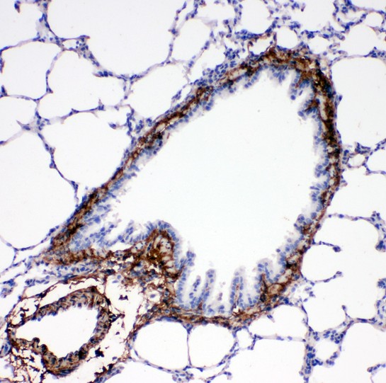 COL1A1 / Collagen I Alpha 1 Antibody - Collagen I antibody IHC-paraffin: Rat Lung Tissue.