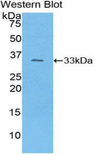 COL1A1 / Collagen I Alpha 1 Antibody - Western blot of recombinant COL1A1 / Collagen I.  This image was taken for the unconjugated form of this product. Other forms have not been tested.