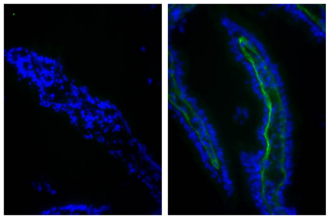 COL1A1 / Collagen I Alpha 1 Antibody - Frozen chicken intestinal tissue section was stained with Goat IgG-FITC isotype control (left) and Goat Anti-Type I Collagen-FITC (right)followed by DAPI.