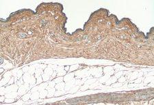 COL1A1 / Collagen I Alpha 1 Antibody - Collagen Type I on chicken skin paraffin section DAB, hematoxylin