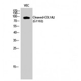 COL1A2 / Collagen I Alpha 2 Antibody - Western blot of Cleaved-COL1A2 (G1102) antibody