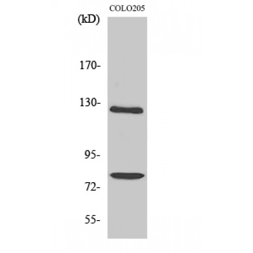 COL1A2 / Collagen I Alpha 2 Antibody - Western blot of COL1A2 antibody