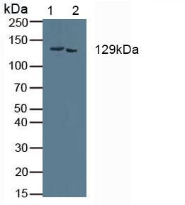COL1A2 / Collagen I Alpha 2 Antibody - Western Blot; Sample: Lane1: Mouse Kidney Tissue; Lane2: Mouse Placenta Tissue.