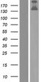 COL20A1 / Collagen XX Protein - Western validation with an anti-DDK antibody * L: Control HEK293 lysate R: Over-expression lysate