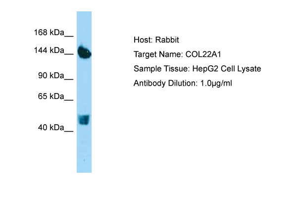 COL22A1 / Collagen XXII Antibody -  This image was taken for the unconjugated form of this product. Other forms have not been tested.