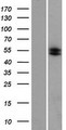 COL23A1 / Collagen XXIII Protein - Western validation with an anti-DDK antibody * L: Control HEK293 lysate R: Over-expression lysate
