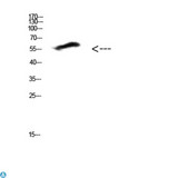COL25A1 / Collagen XXV Antibody - Western Blot (WB) analysis of HepG2 cells using Antibody diluted at 1:500.