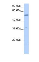 COL26A1 / EMID2 Antibody - 721_B cell lysate. Antibody concentration: 1.0 ug/ml. Gel concentration: 12%.  This image was taken for the unconjugated form of this product. Other forms have not been tested.