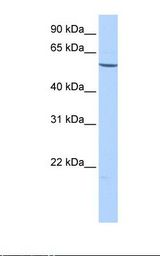 COL26A1 / EMID2 Antibody - HepG2 cell lysate. Antibody concentration: 1.0 ug/ml. Gel concentration: 12%.  This image was taken for the unconjugated form of this product. Other forms have not been tested.