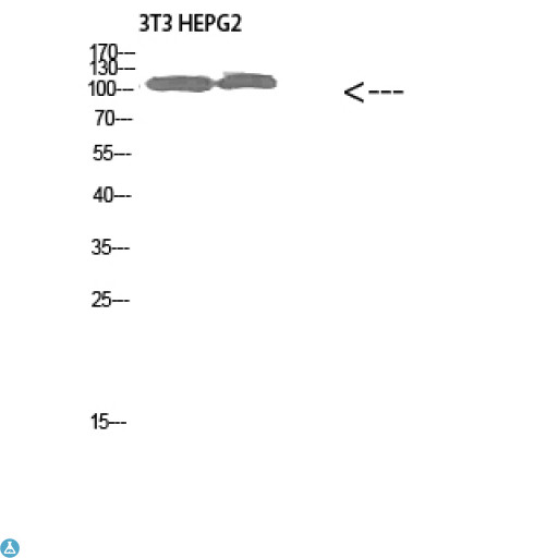COL28A1 Antibody - Western Blot (WB) analysis of 3T3 HepG2 cells using Collagen alpha-1(XXVIII)Polyclonal Antibody diluted at 1:1000.