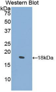 COL2A1 / Collagen II Alpha 1 Antibody - Western blot of recombinant COL2A1 / Collagen II.  This image was taken for the unconjugated form of this product. Other forms have not been tested.