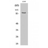 COL3A1 / Collagen III Antibody - Western blot of Cleaved-COL3A1 (G1221) antibody