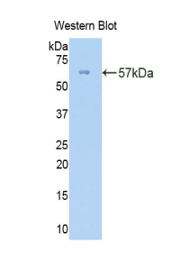 COL3A1 / Collagen III Antibody - Western blot of recombinant COL3A1 / Collagen III.  This image was taken for the unconjugated form of this product. Other forms have not been tested.