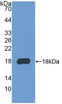 COL3A1 / Collagen III Antibody - Western Blot; Sample: Recombinant COL3a1, Mouse.
