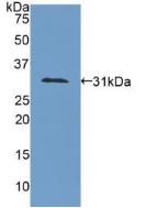 COL4A1 / Collagen IV Alpha1 Antibody - Western Blot; Sample: Recombinant COL4a1, Human.