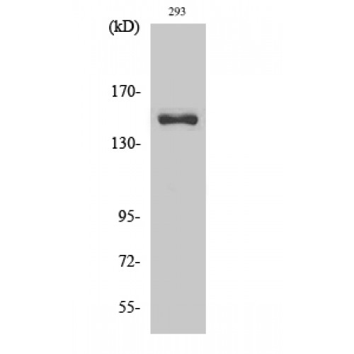 COL4A3 / Tumstatin Antibody - Western blot of Cleaved-COL4A3 (L1425) antibody