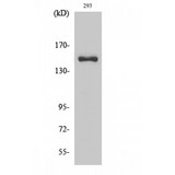 COL4A3 / Tumstatin Antibody - Western blot of Cleaved-COL4A3 (L1425) antibody