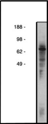 COL4A3BP / CERT Antibody - Western blot of CERTL antibody on HT-29 cell lysate (28 ug/lane). Primary antibody used at 10 ug/ml. Secondary antibody, mouse anti-rabbit HRP, used at 1:50k.