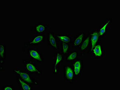 COL4A3BP / CERT Antibody - Immunofluorescent analysis of Hela cells using COL4A3BP Antibody at dilution of 1:100 and Alexa Fluor 488-congugated AffiniPure Goat Anti-Rabbit IgG(H+L)