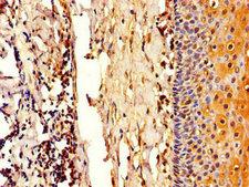 COL4A3BP / CERT Antibody - Immunohistochemistry of paraffin-embedded human tonsil tissue using COL4A3BP Antibody at dilution of 1:100