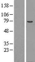 COL4A3BP / CERT Protein - Western validation with an anti-DDK antibody * L: Control HEK293 lysate R: Over-expression lysate
