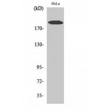 COL5A1 / Collagen V Alpha 1 Antibody - Western blot of COL5A1 antibody