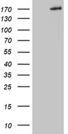 COL5A2 / Collagen V Alpha 2 Antibody - HEK293T cells were transfected with the pCMV6-ENTRY control. (Left lane) or pCMV6-ENTRY COL5A2. (Right lane) cDNA for 48 hrs and lysed. Equivalent amounts of cell lysates. (5 ug per lane) were separated by SDS-PAGE and immunoblotted with anti-COL5A2. (1:2000)