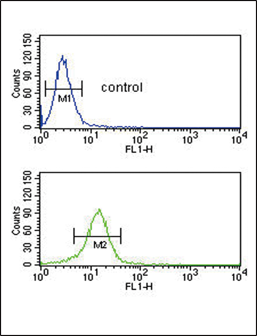 COL5A2 / Collagen V Alpha 2 Antibody - COL5A2 Antibody flow cytometry of NCI-H460 cells (bottom histogram) compared to a negative control cell (top histogram). FITC-conjugated goat-anti-rabbit secondary antibodies were used for the analysis.