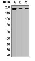 COL5A2 / Collagen V Alpha 2 Antibody - Western blot analysis of Collagen 5 alpha 2 expression in HEK293T (A); A549 (B); PC12 (C) whole cell lysates.