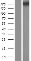 COL5A3 / Collagen V Alpha 3 Protein - Western validation with an anti-DDK antibody * L: Control HEK293 lysate R: Over-expression lysate