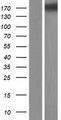 COL5A3 / Collagen V Alpha 3 Protein - Western validation with an anti-DDK antibody * L: Control HEK293 lysate R: Over-expression lysate