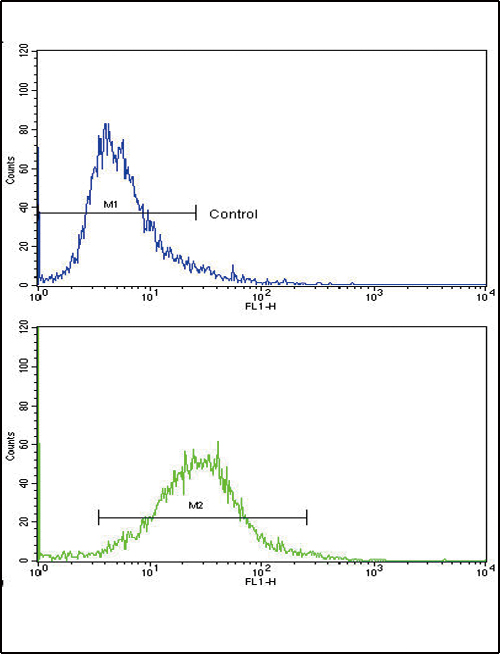 COL6A1 / Collagen VI Alpha 1 Antibody - Flow cytometric of 293 cells using COL6A1 Antibody (bottom histogram) compared to a negative control cell (top histogram). FITC-conjugated goat-anti-rabbit secondary antibodies were used for the analysis.