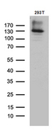 COL6A1 / Collagen VI Alpha 1 Antibody - Western blot analysis of extracts. (35ug) from 293T cell line by using anti-COL6A1 monoclonal antibody. (1:500)
