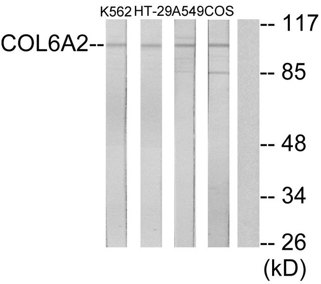 COL6A2 / Collagen VI Alpha 2 Antibody - Western blot analysis of lysates from K562, A549, HT-29, and COS7 cells, using Collagen VI alpha2 Antibody. The lane on the right is blocked with the synthesized peptide.