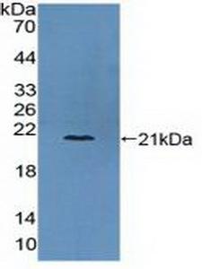 COL6A3 / Collagen VI Alpha 3 Antibody - Western Blot; Sample: Recombinant COL6a3, Human.