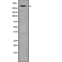 COL7A1 / Collagen VII Antibody - Western blot analysis of Collagen VII a1 using HeLa whole cells lysates