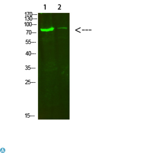 COL8A2 / Collagen VIII Antibody - Western Blot analysis of 1, hela, 2, 3T3 cells using primary antibody diluted at 1:500 (4°C overnight). Secondary antibody:Goat Anti-rabbit IgG IRDye 800 (diluted at 1:5000, 25°C, 1 hour).