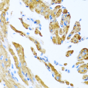 COL9A3 / Collagen IX Antibody - Immunohistochemistry of paraffin-embedded mouse heart.