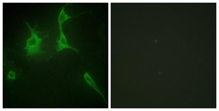COL9A3 / Collagen IX Antibody - Peptide - + Immunofluorescence analysis of NIH/3T3 cells, using Collagen IX a3 antibody.