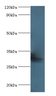 COLEC10 Antibody - Western blot. All lanes: Collectin-10 antibody at 2 ug/ml+mouse liver tissue. Secondary antibody: Goat polyclonal to rabbit at 1:10000 dilution. Predicted band size: 31 kDa. Observed band size: 31 kDa.  This image was taken for the unconjugated form of this product. Other forms have not been tested.