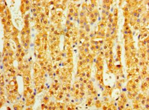 COLEC10 Antibody - Immunohistochemistry of paraffin-embedded human adrenal gland using antibody at 1:100 dilution.  This image was taken for the unconjugated form of this product. Other forms have not been tested.