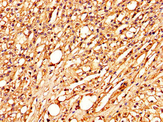 COLEC10 Antibody - IHC image of COLEC10 Antibody diluted at 1:300 and staining in paraffin-embedded human adrenal gland tissue performed on a Leica BondTM system. After dewaxing and hydration, antigen retrieval was mediated by high pressure in a citrate buffer (pH 6.0). Section was blocked with 10% normal goat serum 30min at RT. Then primary antibody (1% BSA) was incubated at 4°C overnight. The primary is detected by a biotinylated secondary antibody and visualized using an HRP conjugated SP system.