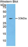 COLEC10 Antibody - Western blot of recombinant COLEC10.  This image was taken for the unconjugated form of this product. Other forms have not been tested.