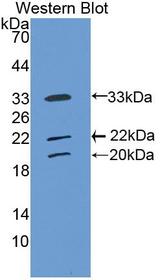COLEC10 Antibody - Western Blot; Sample: Recombinant protein.