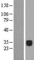 COLEC10 Protein - Western validation with an anti-DDK antibody * L: Control HEK293 lysate R: Over-expression lysate