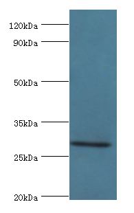 COLEC11 Antibody - Western blot. All lanes: COLEC11 antibody at 4 ug/ml+rat liver tissue. Secondary antibody: Goat polyclonal to rabbit at 1:10000 dilution. Predicted band size: 29 kDa. Observed band size: 29 kDa.
