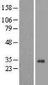 COLEC11 Protein - Western validation with an anti-DDK antibody * L: Control HEK293 lysate R: Over-expression lysate