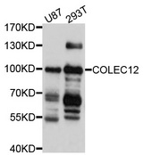 COLEC12 Antibody - Western blot analysis of extracts of various cell lines.